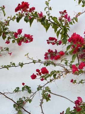 Kırmızı çiçek dalları, tarafsız bej beton duvarda yapraklar. Doğal çiçekli arka plan.