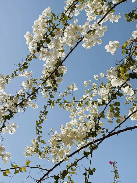 热带植物 蓝天背景上有白色花朵 夏季花卉背景图 — 图库照片