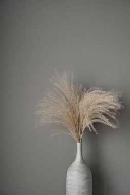 Bej rengi sazlıklar, gri duvara karşı otlar. Tarafsız renklerle güzel bir iç konsept. Estetik asgari, şık, moda konsepti. Paris titreşimleri