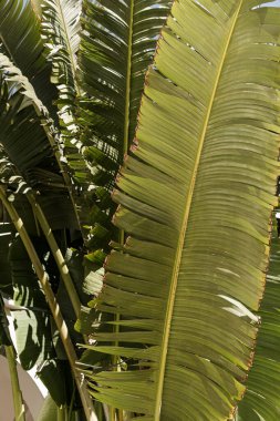 Palmiye yaprakları. Güzel bir yaz tropikal doğa geçmişi. Yaz seyahati, tatil kavramı.