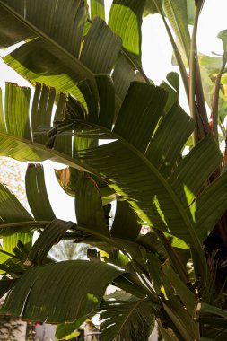 Yaz mevsimi tropikal palmiye yaprakları mavi gökyüzüne karşı. Yaz yolculuğu arka planı
