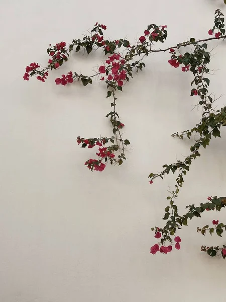 Красные Цветы Ветки Листья Нейтральной Бетонной Стене Естественный Цветочный Минимальный — стоковое фото