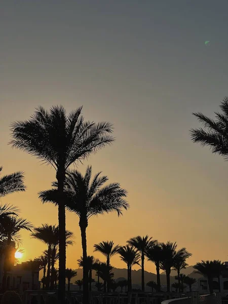 日没の空に対する夏の熱帯ヤシの木 中立的背景 夏と旅行のコンセプト — ストック写真