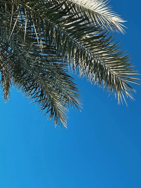 Verano Exóticas Hojas Palmera Tropical Contra Cielo Azul Fondo Viaje — Foto de Stock