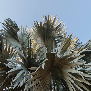 Yaz mevsimi tropikal palmiye yaprakları mavi gökyüzüne karşı. Yaz yolculuğu arka planı