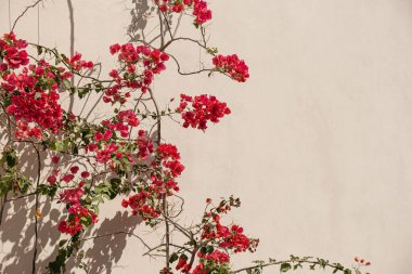 Kırmızı çiçekler, nötr bej duvara dallar ve güneş ışığı gölgesi dikerler. Estetik çiçekli gölge arkaplanı
