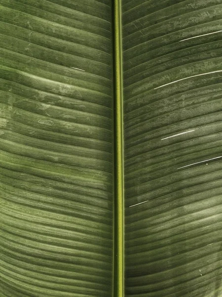 Palmboomblad Textuur Mooie Zomer Exotische Tropische Natuur Achtergrond Zomer Reizen — Stockfoto