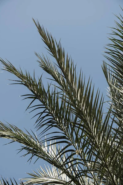 Летние Экзотические Листья Тропических Пальм Против Голубого Неба Летний Отдых — стоковое фото