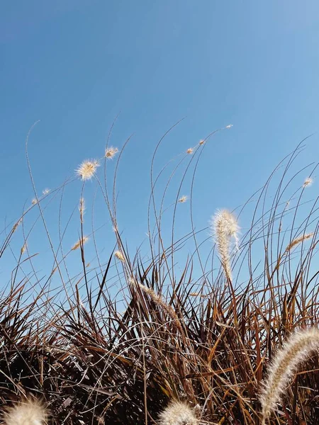乾燥した中性ベージュ色の草の植物と最小限の自然な背景青空に — ストック写真