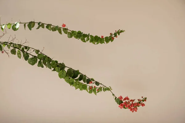 Fechar Belas Flores Vermelhas Exuberante Verde Folhas Plantas Tropicais Contra — Fotografia de Stock