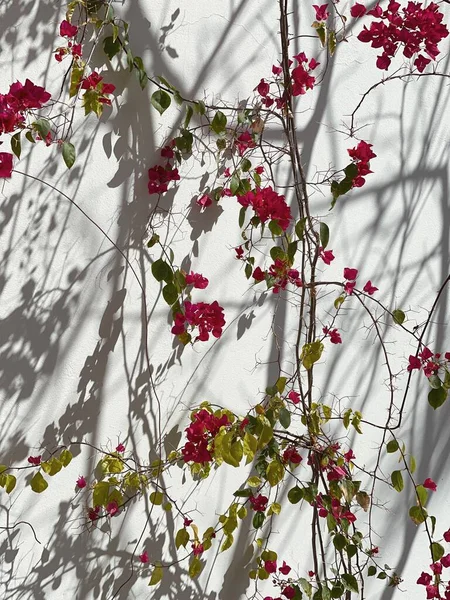 中性米黄色墙壁上的红色花朵和阳光阴影 美观大方的花卉影子轮廓背景 — 图库照片