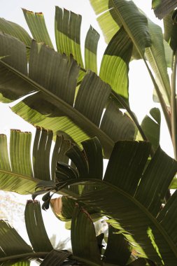 Yaz mevsimi tropikal palmiye yaprakları mavi gökyüzüne karşı. Yaz yolculuğu arka planı