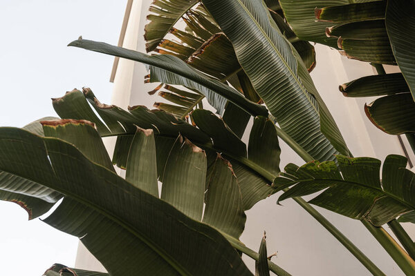Closeup of green exotic tropical palm leaves. Summer nature background