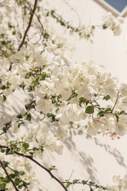 Beyaz çiçekler, nötr bej duvara dallar ve güneş ışığı gölgesi dikerler. Estetik çiçek gölgesi silueti.