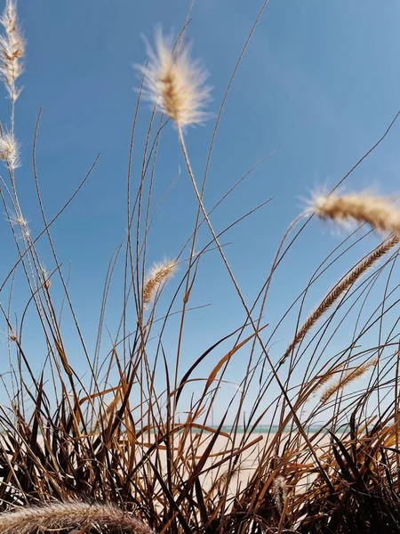 中性米黄色草本植物和蓝天的最小自然背景 — 图库照片