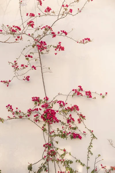 Red Flowers Branch Leaves Neutral Beige Concrete Wall Natural Floral — Stock Photo, Image