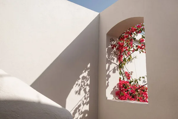 Gyönyörű Trópusi Növény Vörös Virágok Bézs Épület Ablak Napfény Árnyékok — Stock Fotó