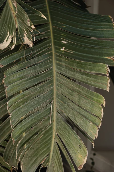 Närbild Vackra Frodiga Gröna Tropiska Palmblad Sommar Resor Semester Blommig — Stockfoto