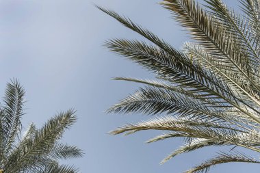 Yazın mavi gökyüzüne karşı tropikal palmiye ağaçları. Yaz yolculuğu arka planı