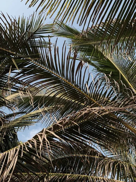 Été Exotique Feuilles Palmier Tropical Contre Ciel Bleu Voyage Été — Photo