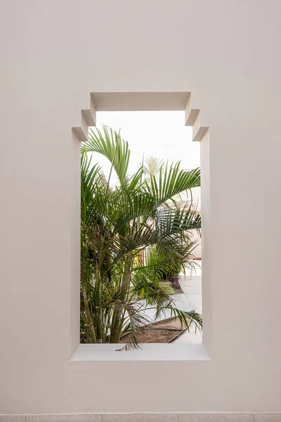 Bela Palmeira Tropical Folhas Árvore Janela Edifício Bege Verão Criativo — Fotografia de Stock
