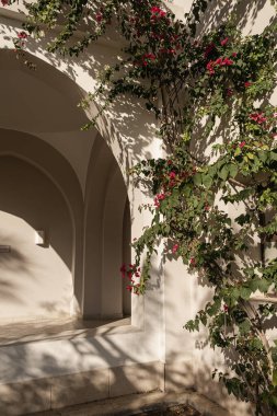 Bej duvarda kırmızı çiçekler ve güneş ışığı gölgeleri. Estetik yaz çiçekli arkaplan kompozisyonu