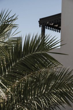 Hindistan cevizi palmiyesi yaprakları. Güzel bir yaz tropikal doğa geçmişi. Yaz seyahati, tatil kavramı.