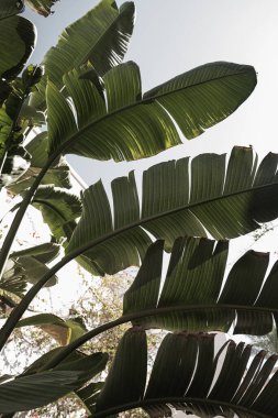 Hindistan cevizi palmiyesi yaprakları. Güzel bir yaz tropikal doğa geçmişi. Yaz seyahati, tatil kavramı.