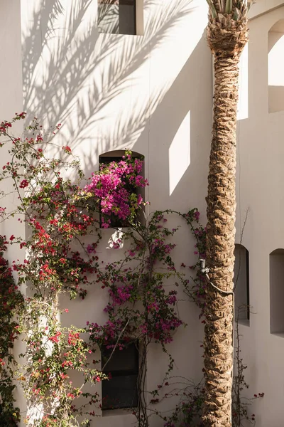 热带棕榈和植物 红花和绿叶美丽的植物靠墙 有阳光的影子 — 图库照片