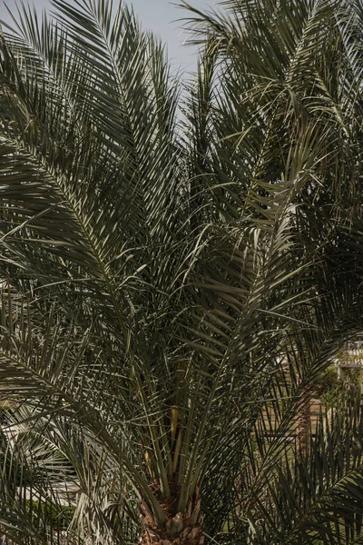 Крупный План Зеленых Экзотических Тропических Пальмовых Листьев Летний Фон Природы — стоковое фото