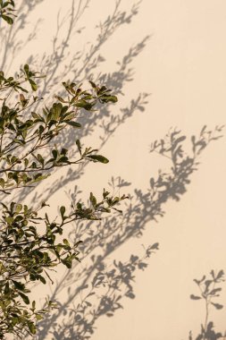 Tarafsız bej duvarda yeşil ağaç yaprakları ve güneş ışığı gölgeleri. Estetik çiçekli gölge arkaplanı