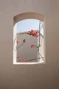 Güneş ışığı gölgeli bej bina penceresinde kırmızı çiçekli güzel tropikal bitki ağacı. Minimal yaratıcı yaz çiçekleri arka planı