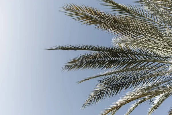 Летняя Экзотическая Тропическая Пальма Против Голубого Неба Летний Отдых — стоковое фото