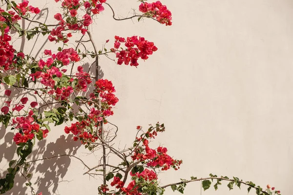 Flores Vermelhas Parede Bege Com Sombras Luz Solar Verão Estética — Fotografia de Stock