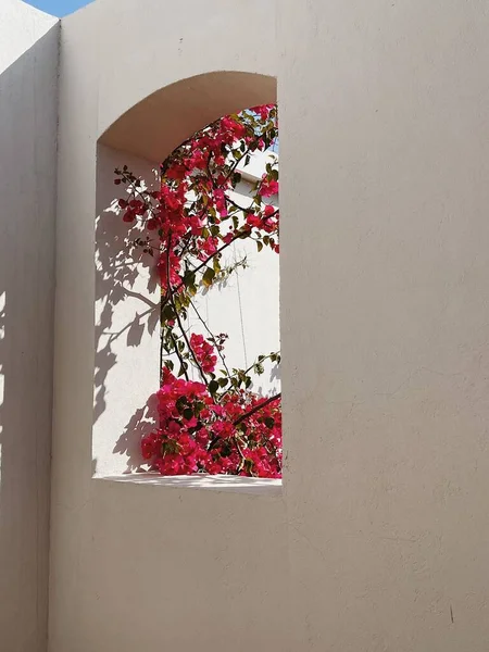 Bela Árvore Plantas Tropicais Com Flores Vermelhas Janela Construção Bege — Fotografia de Stock