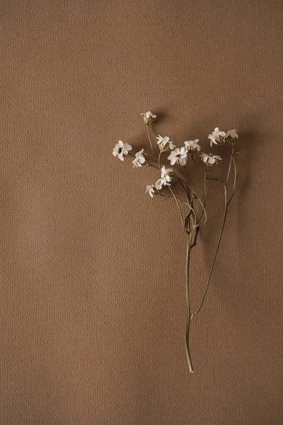 Bela Flor Selvagem Branca Fundo Marrom Bege Pastel Neutro Profundo — Fotografia de Stock