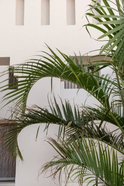 Beyaz evin yanında yemyeşil yaprakları olan tropik palmiye ağaçları mavi gökyüzü arka planlı tatil köyü binaları. Seyahat, yaz tatili konsepti