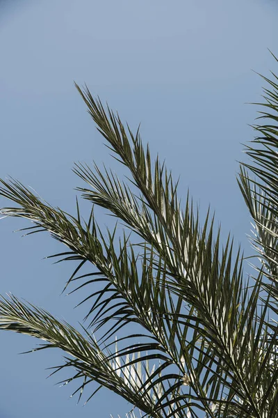 Hojas Palmera Coco Hermoso Verano Exótico Fondo Naturaleza Tropical Viajes — Foto de Stock