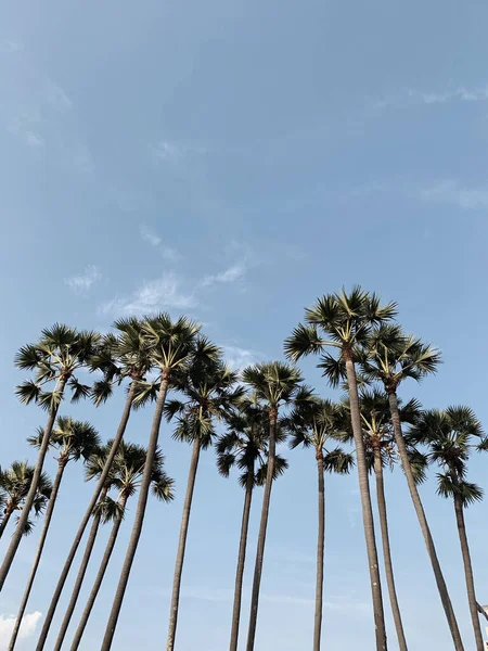 여름에 야자나무가 하늘을 배경으로 — 스톡 사진