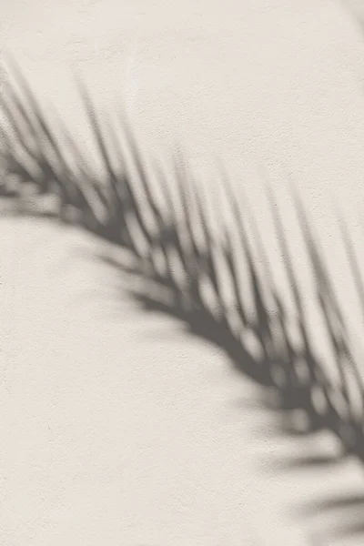 Tropische Palmbladeren Zonlicht Schaduwen Neutrale Beige Muur Esthetische Bloemen Schaduw — Stockfoto