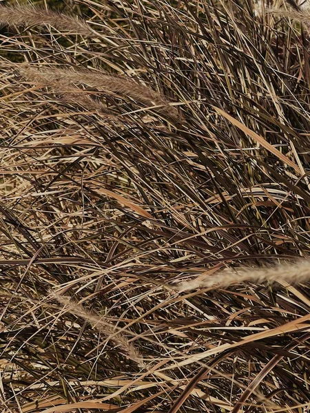 Мінімальний Природний Фон Сухою Нейтральною Рослиною Бежевого Кольору — стокове фото
