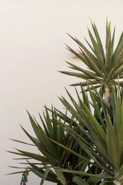 Güzel yemyeşil tropikal palmiye yapraklarına yakın çekim. Yaz tatili çiçekli arka plan