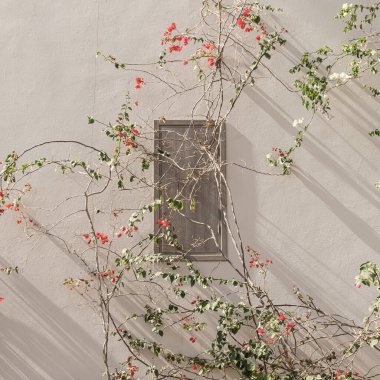 Kırmızı ve beyaz çiçek dalları, nötr bej beton duvarda yapraklar. Doğal çiçekli arka plan.