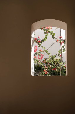 Bej bina penceresinde kırmızı çiçekli güzel bir tropikal bitki ağacı. Minimal yaratıcı yaz çiçekleri arka planı