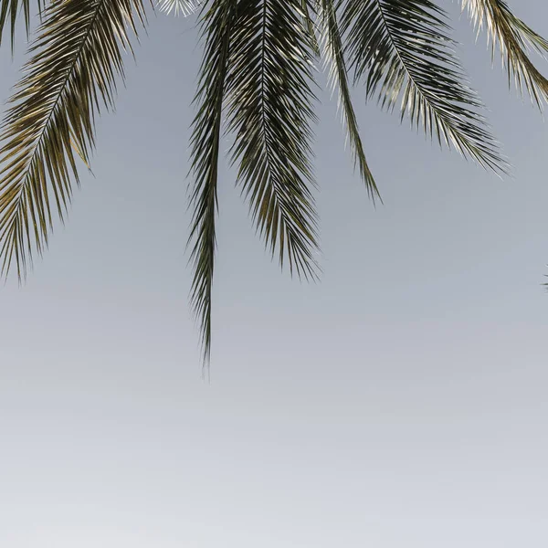 Mavi Gökyüzüne Karşı Yaz Mevsimi Tropik Palmiye Ağacı Yaz Yolculuğu — Stok fotoğraf