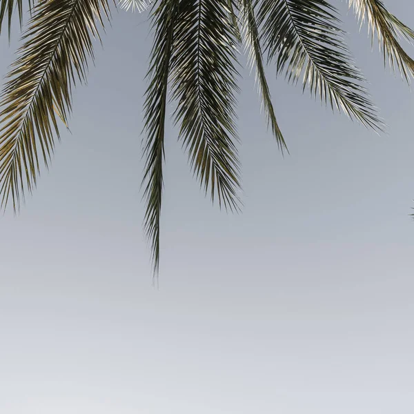 Palmier Tropical Exotique Été Contre Ciel Bleu Voyage Été Fond — Photo