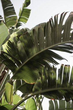 Yaz mevsimi tropikal palmiye yaprakları mavi gökyüzüne karşı. Yaz yolculuğu arka planı