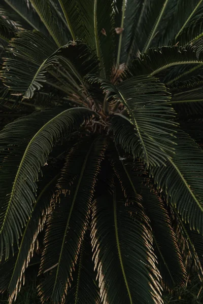Närbild Gröna Exotiska Tropiska Palmblad Sommar Natur Bakgrund — Stockfoto