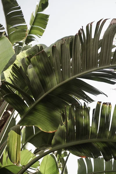 Yaz mevsimi tropikal palmiye yaprakları mavi gökyüzüne karşı. Yaz yolculuğu arka planı