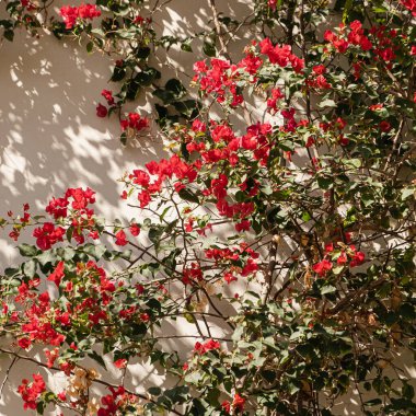 Kırmızı çiçekler, nötr bej duvara dallar ve güneş ışığı gölgesi dikerler. Estetik çiçekli gölge arkaplanı
